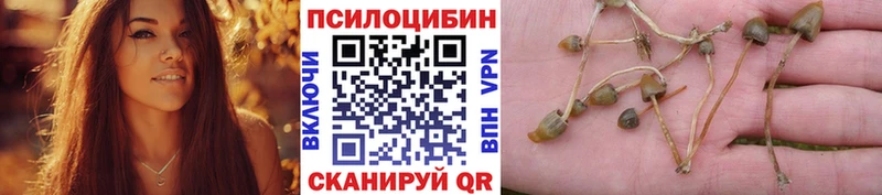 как найти закладки Руза Галлюциногенные грибы Psilocybe